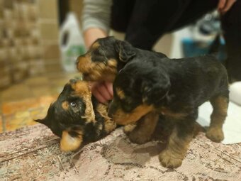 Welsh terrier s PP. - 2