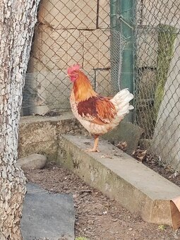 Predám dvoch kohútov - 2