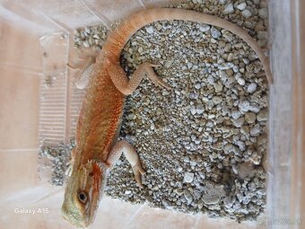 Agama bradata - 2