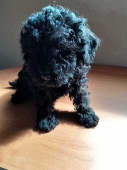 Toy pudel, pudlík, 100% toy - 2