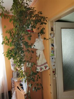 Monstera a cisus kosoštvorcový - 2