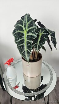 Alocasia Polly - 2