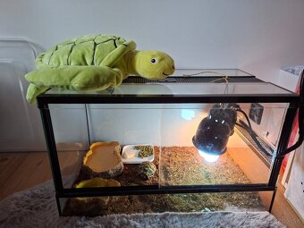 Predam suchozemsku korytnačku Testudo hermanni - 2
