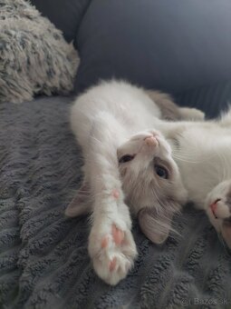 Ragdoll mačiatko bez PP (LV, LM) - 2