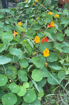 Tinktúra - Kapucínka, Yzop+Tymián, Zádušník+kapuc.+yzop - 2