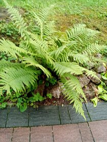 paprad vonkajsia zahradna - 2
