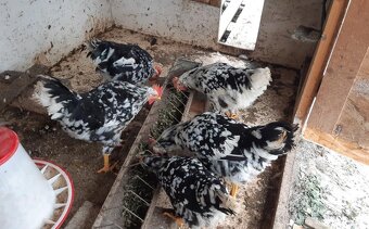 predam kohutov leghorn exchequer splash - 2