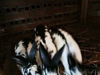 Samičke a samce - 2