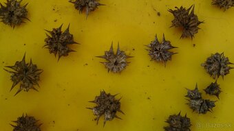 kotvičník zemný - semená - 2