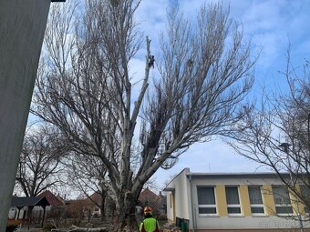 Arboristika, výrub a orez stromov - 2