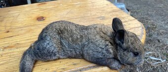 Predám VSS +Hyla - 2