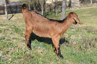 Predam Anglonubijske kozliatka - 2