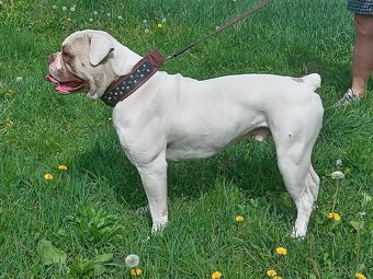 Americký bulldog - 2