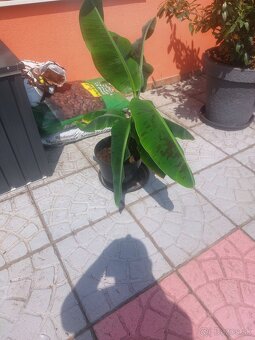 Predam bananovniky - 2