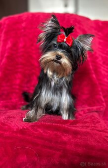 Yorkshire terrier, york s PP - 2