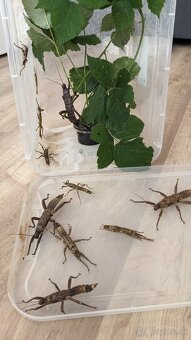Eurycantha calcarata - 2