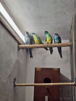 Predám - 2