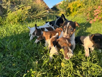 Jack Russel Terrier - 2
