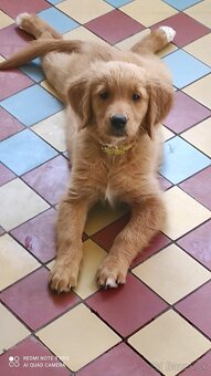 Zlatý retriever - 2