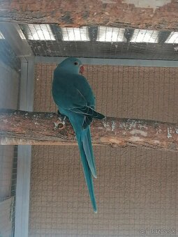 Alexander malý modrý .Samček aj Samička. - 2