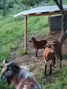 Predám kamerunske jahňata - 2