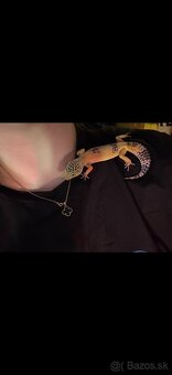 Gekoncik nočný samica - 2