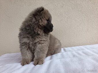 Chow chow - 2