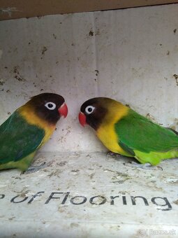 Agapornis škraboškovy - 2