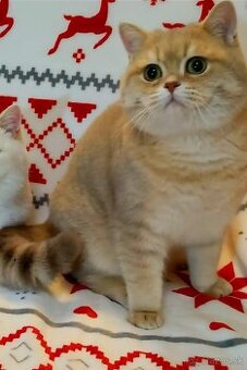 Britské mačiatka❤️ s PP extra kvalita - 2