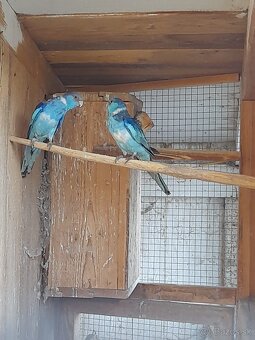 Barnard červenočelý modrý - 2