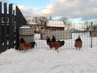 Forverka kohúty - 2