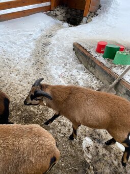 Kamerunský baran - 2