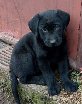 Labradorský retriver - 2