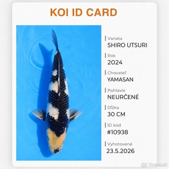 Koi kapor - 2