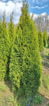 Tuja smaragd - AKCIA 200cm len 16Eur - 2