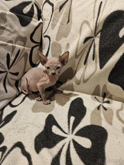 Sphynx - 2