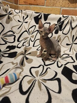 Sphynx - 2