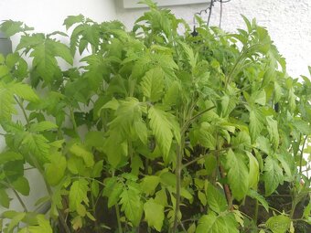 Planty rajčiny - 2