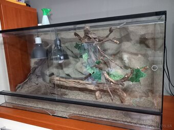 Agama bradatá - 2
