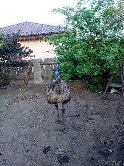 Predám pštrosa emu - 2