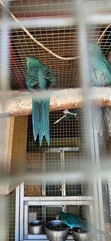 Kakarik modry - 2
