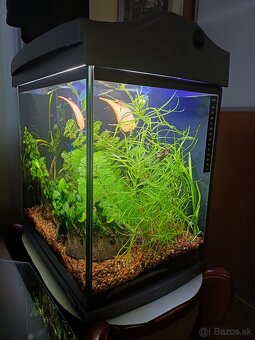 30l akvarium - 2