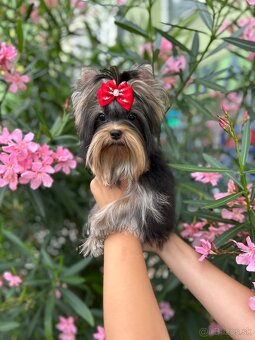 Yorkshire terrier, york s PP - 2