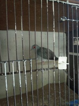 Holubky diamantové - 2