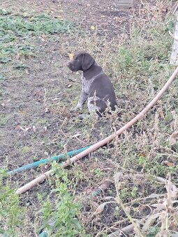 Nemecky drotosrsty stavac. - 2