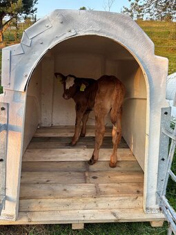 Búdky pre teľatá - 2