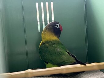 Predam Agapornisi Škraboškove - 2