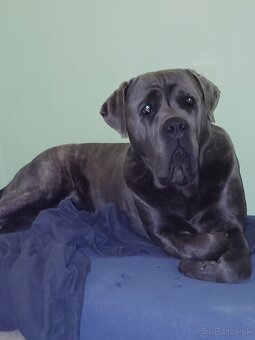 Darujem Cane Corso - 2