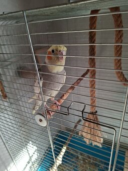 Ponukam krotku korelu - 2