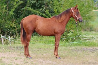 Na prodej: BR Walla Whiz Electric - 2